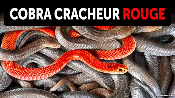 Ce Serpent Peut Cracher du Venin Dans Ton Œil Avec Une Précision de 100 %