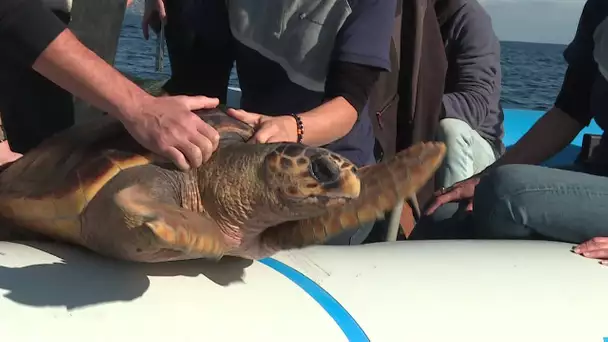 Retour en mer pour Calypso, la tortue caouanne sauvée en mai dernier