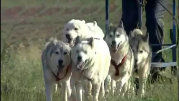 Le Husky Sibérien symbole de puissance et de liberté