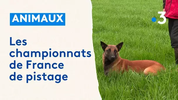 À la découverte du pistage, une discipline qui récompense le flair des chiens