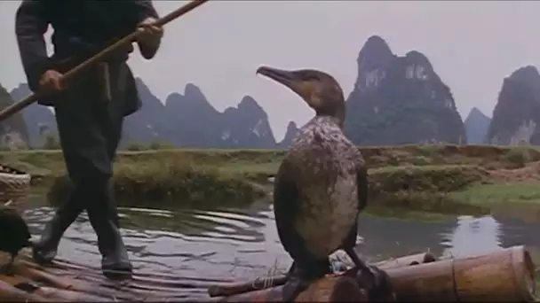 Le Dresseur des Cormorans - Les seigneurs des animaux