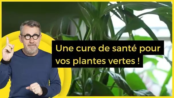 Une cure de santé pour vos plantes vertes !  - C Jamy