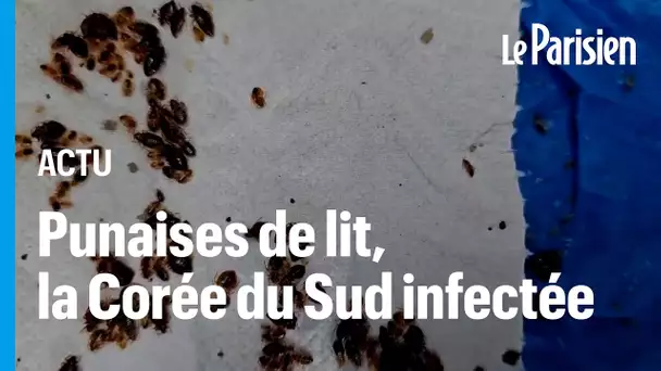 Les punaises de lit envahissent la Corée du Sud