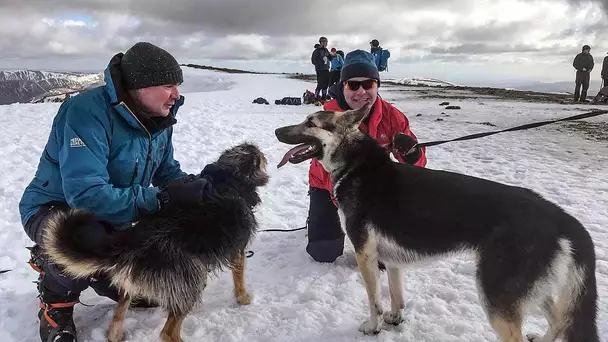 Un homme traverse 150 km pour sauver deux chiens égarés