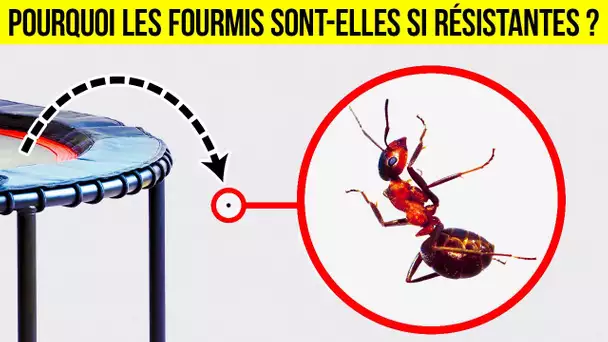 Même le Plus Passionné Des Fans d’Insectes ne Sait Pas Tout Ça