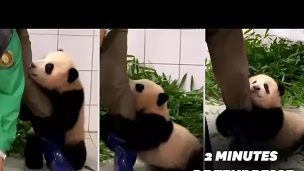 Ce bébé panda qui s'accroche à son soigneur va vous faire fondre