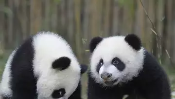 La femelle panda Huan Huan attend des jumeaux !