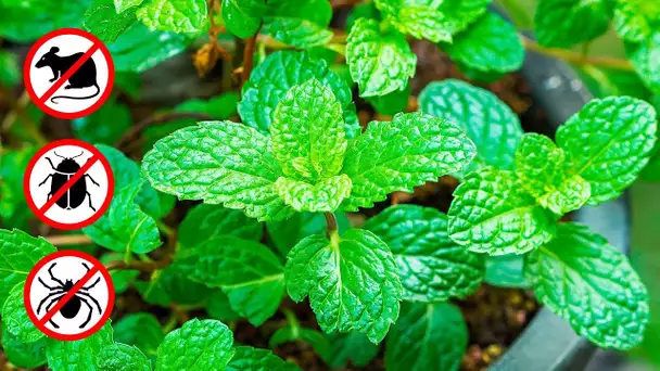 Si tu as Cette Plante à la Maison, tu ne Verras Plus Jamais de Souris et D’autres Nuisibles