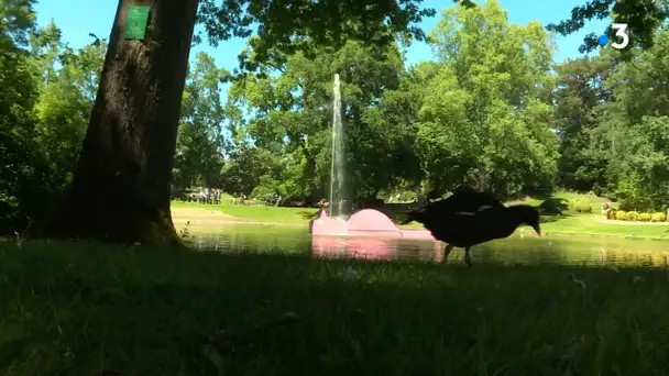 Nantes : quatre œuvres de Jean Jullien poussent au Jardin des Plantes