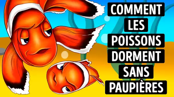 Pourquoi Les Poissons N’ont Pas De Paupières Et Comment Dorment-Ils ?