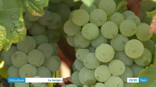 Des vendanges précoces cette saison dans le gaillacois