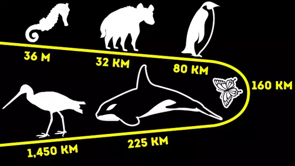 Quelle Distance Les Animaux Parcourent-Ils En Une Journée (Certains jusqu’à 800 km)