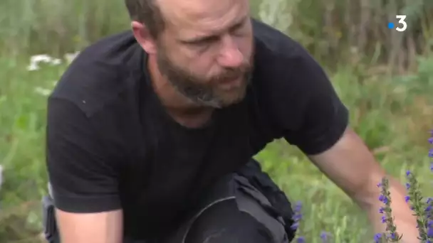 On vous explique comment est cultivée et produite l'absinthe, dans le Haut-Doubs