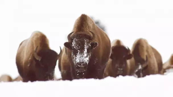 Ces bisons sont en galère d&#039;eau chaude - ZAPPING SAUVAGE