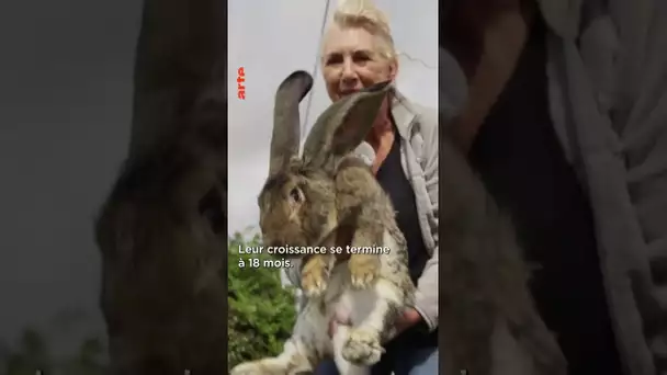 Le plus gros lapin du monde ! 🐇