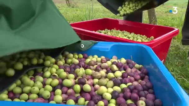 Récolte des olives en Charentes Maritime