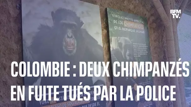 Colombie: deux chimpanzés échappés d'un zoo tués par la police