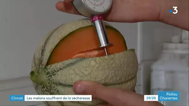 Vienne : les melons du Poitou souffrent de la sécheresse