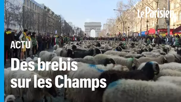 2022 brebis sur les Champs-Elysées pour clôturer le Salon de l’Agriculture