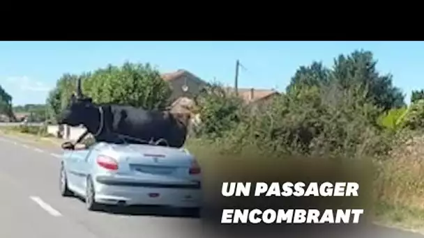 Il transporte son taureau… dans son cabriolet