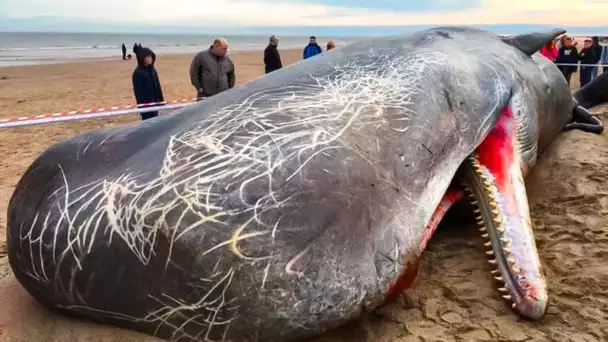 Si Vous Voyez Ceci Sur Une Plage, Courrez Et Demandez De L’Aide