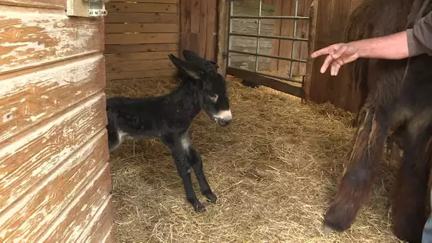 Saint-Martin-de-Ré : acte de barbarie sur un baudet juste né