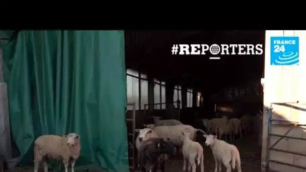Génération climat : reportage dans le plus grand refuge d'animaux de ferme de France