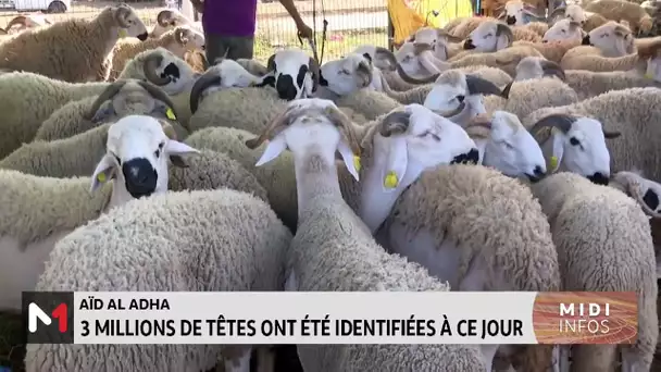 Aïd al Adha: 3 millions de têtes ont été identifiées à ce jour