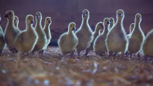 L'impact de la grippe aviaire sur l'élevage et le foie gras en Dordogne