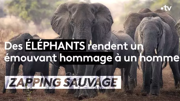 Émouvant : un éléphant rend hommage à un homme décédé - ZAPPING SAUVAGE