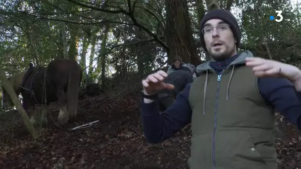 Brest : le débardage à cheval pour entretenir les forêts