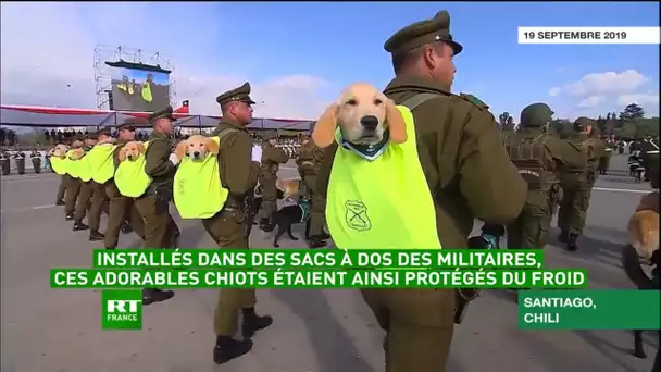 L’armée la plus mignonne : des chiots adorables présentés lors d'un défilé militaire en Chili