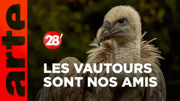 Intéressant : Est-ce que les vautours sont sympas ? - 28 minutes - ARTE