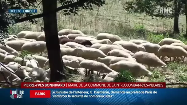 6000 moutons coincés en pâturage en Savoie après le changement brutal de température
