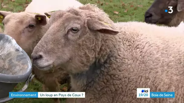 Un « grand canidé » retrouvé près du Havre, suspecté d’être un loup