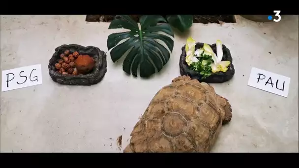 Le pronostic de la tortue d' Exotic Park à Lescar