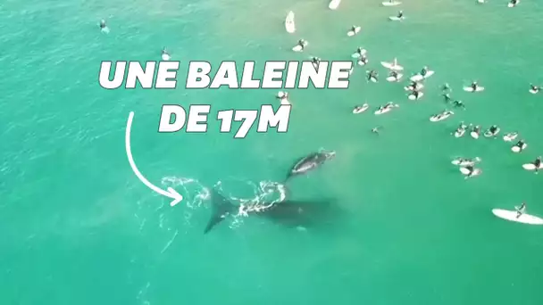 Une baleine et son petit s’invitent au milieu d'une dizaine de surfeurs