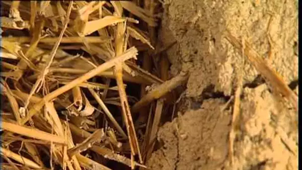 C'est pas sorcier -BIO-HABITAT :  La maison se met au vert