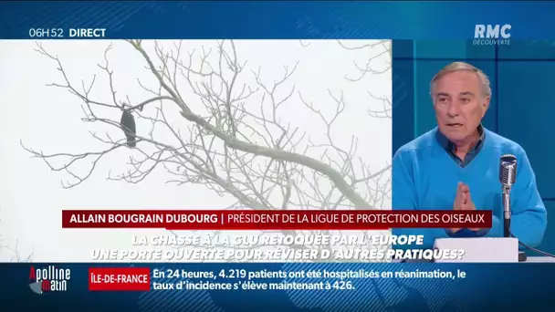 "Une chasse 'loisir' d'un autre temps": victoire en justice des anti-chasse à la glu