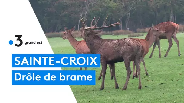 Le brame du cerf au parc animalier de Sainte-Croix