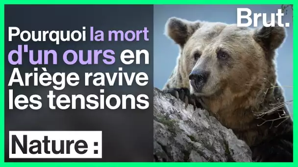 Un ours abattu en Ariège ravive les tensions