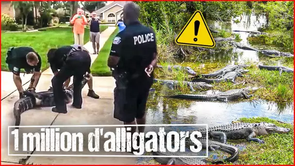 La Floride envahie par les alligators