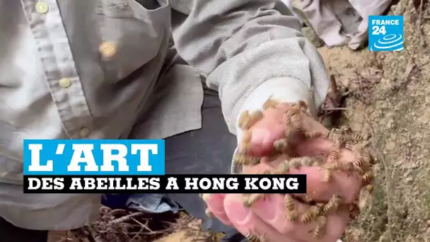 L'art de la capture des abeilles à Hong Kong