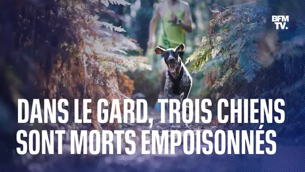 Trois chiens morts empoisonnés lors d’un canicross dans le Gard