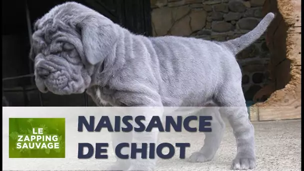 Naissance d&#039;un bébé chien en direct - ZAPPING SAUVAGE 43