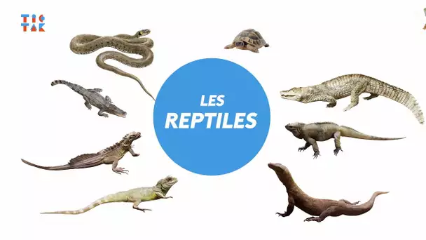 TIC TAK #84 Les reptiles