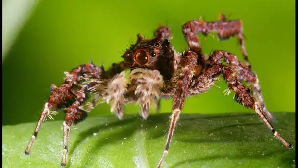 L&#039;araignée aux 3 super-pouvoirs - ZAPPING SAUVAGE