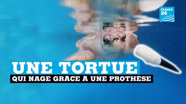 Goody, la tortue qui nage grâce à une prothèse