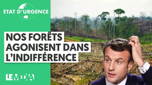 NOS FORÊTS AGONISENT DANS L'INDIFFÉRENCE