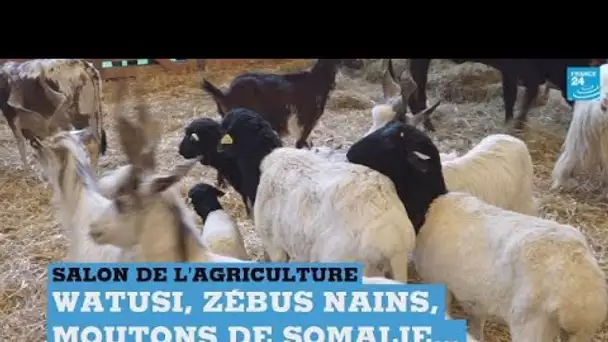 Salon de l'agriculture : connaissez-vous le watusi, le mouton de Somalie ou le zébu nain ?